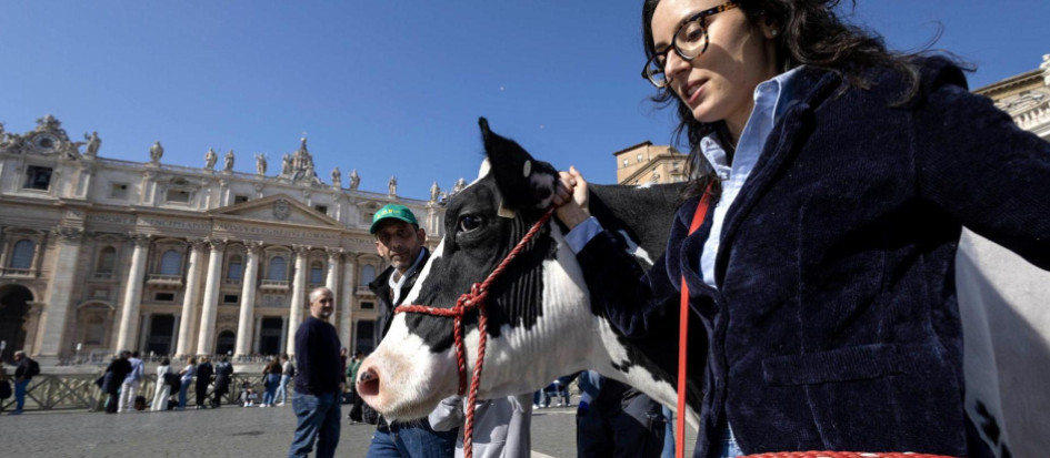 Agricultores de Italia llevaron la vaca "Ercolina" a la plaza del Vaticano. Agricultores de Italia llevaron la vaca "Ercolina" a la plaza del Vaticano.
