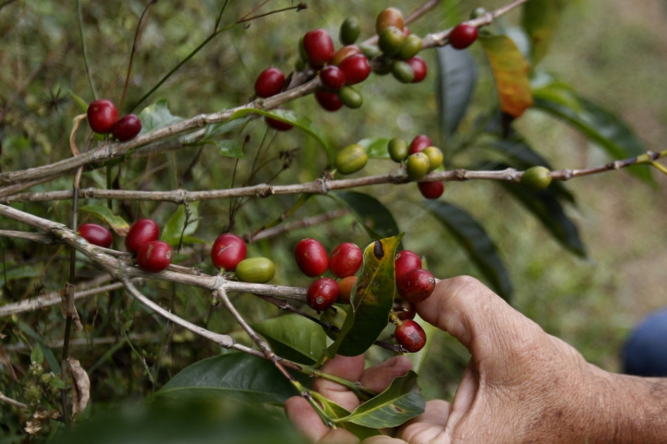 Desde abril se modificarán en Colombia los parámetros o las fórmulas de rendimiento para comprar el café. Desde abril se modificarán en Colombia los parámetros o las fórmulas de rendimiento para comprar el café.