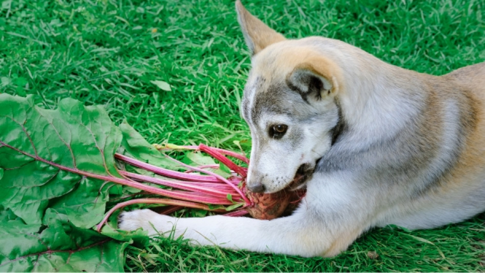 Los-perros-pueden-comer-remolacha Perro comiendo remolacha
