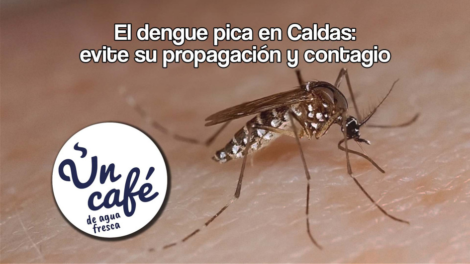 El dengue pica en Caldas: evite su propagación y contagio El dengue pica en Caldas: evite su propagación y contagio