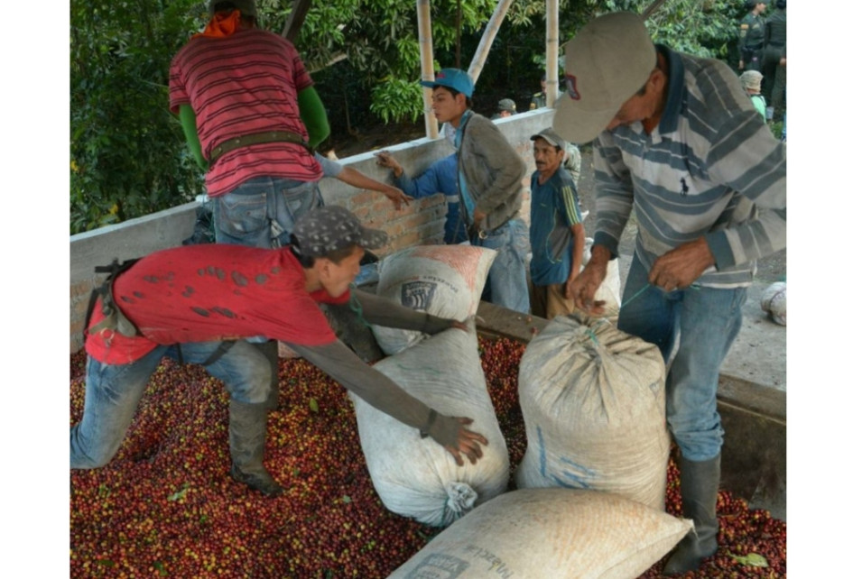 Hoy casi el ciento por ciento del café en Colombia se comercializa en café pergamino seco. Producción de café
