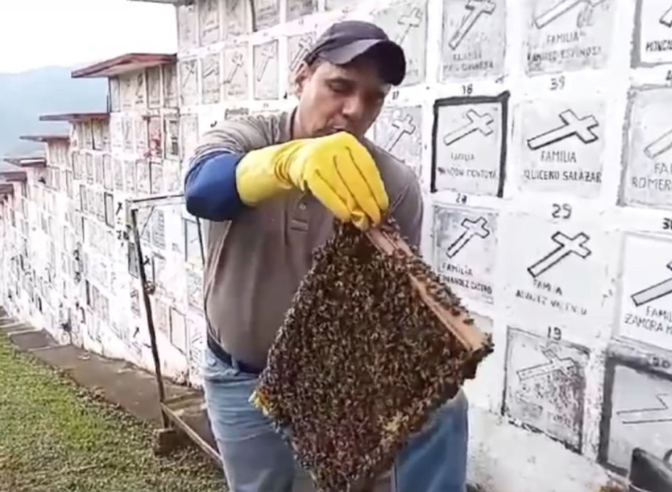 Personal especializado retiró el enjambre de abejas en el cementerio de Anserma. Personal especializado retiró el enjambre de abejas en el cementerio de Anserma.