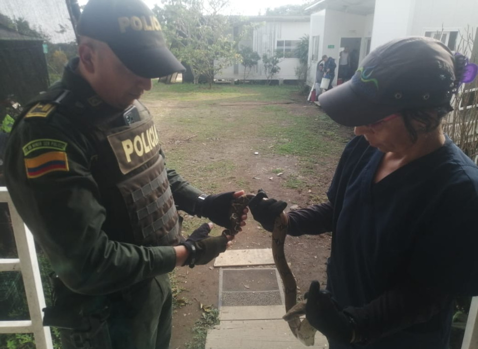 Esta es la serpiente recuperada Esta es la serpiente recuperada