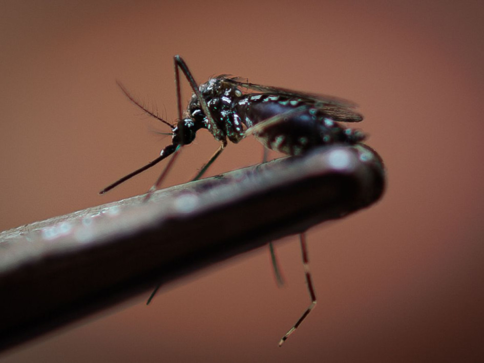 El mosquito Aedes aegypti, transmisor del dengue El mosquito Aedes aegypti, transmisor del dengue