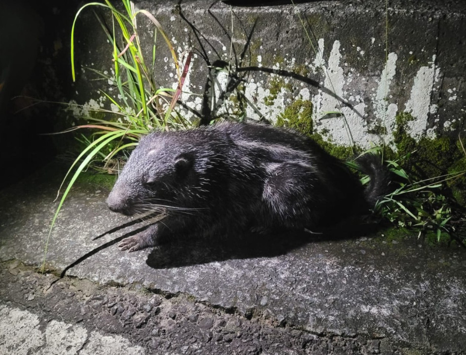Esta es la guagua falsa que falleció en vías de Marquetalia (Caldas). Esta es la guagua falsa que falleció en vías de Marquetalia (Caldas).