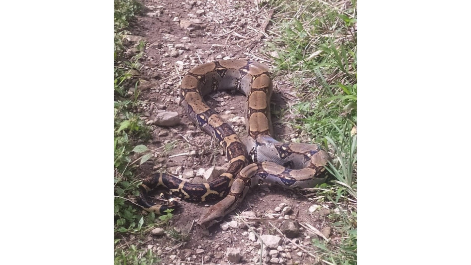 La boa constrictora no es venenosa, pero atrapa con fuerza a sus presas para ahogarlas al momento de cazar. La boa constrictora no es venenosa, pero atrapa con fuerza a sus presas para ahogarlas al momento de cazar.
