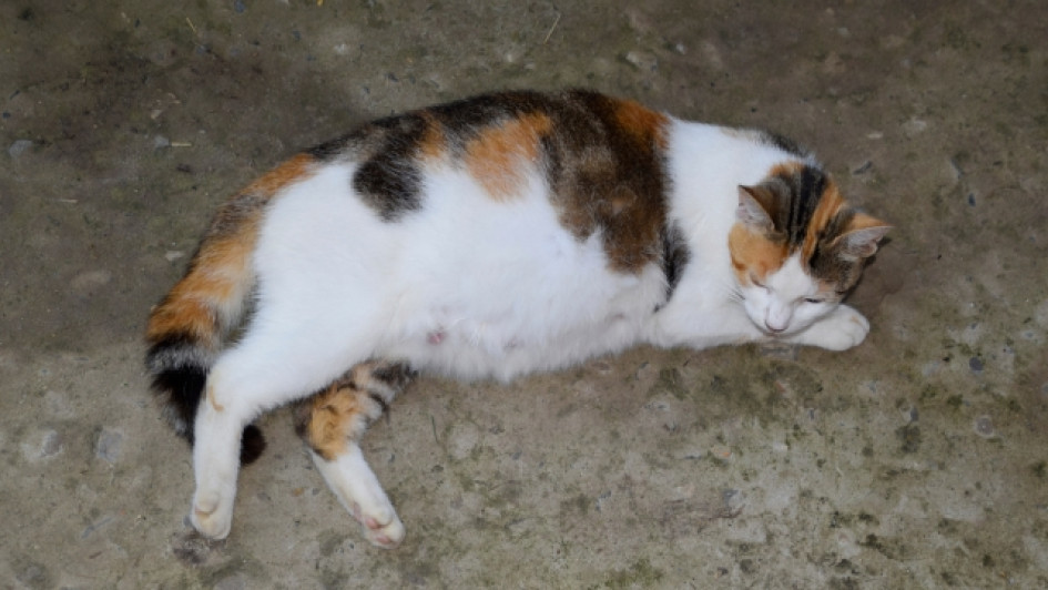 Como-saber-si-mi-gata-esta-embarazada Gata embarazada en el piso