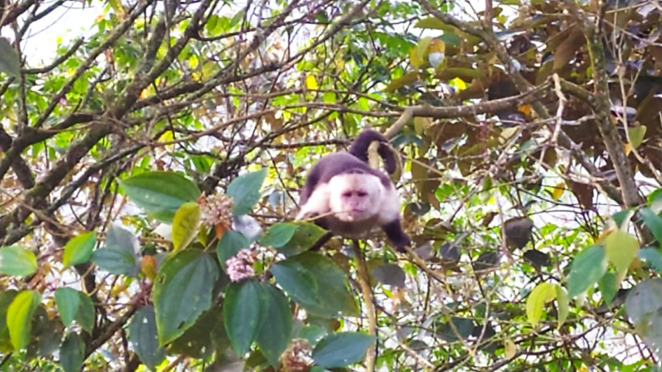 mono capuchino (Cebus capucinus) mono capuchino (Cebus capucinus)