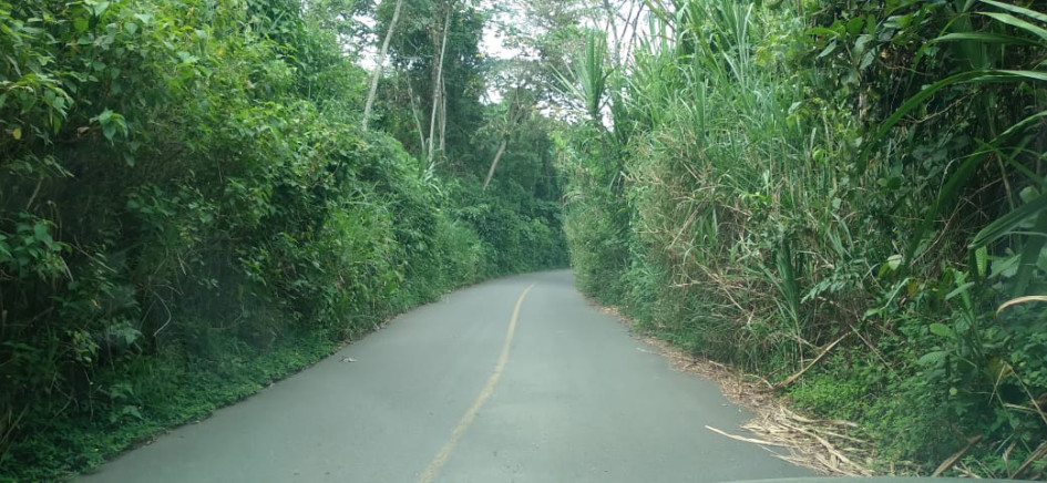 El pasto crece a los costados reduciendo el espacio de la carretera. Secretaría de Infraestructura de Caldas dice que intervendrá. El pasto crece a los costados reduciendo el espacio de la carretera. Secretaría de Infraestructura de Caldas dice que intervendrá.