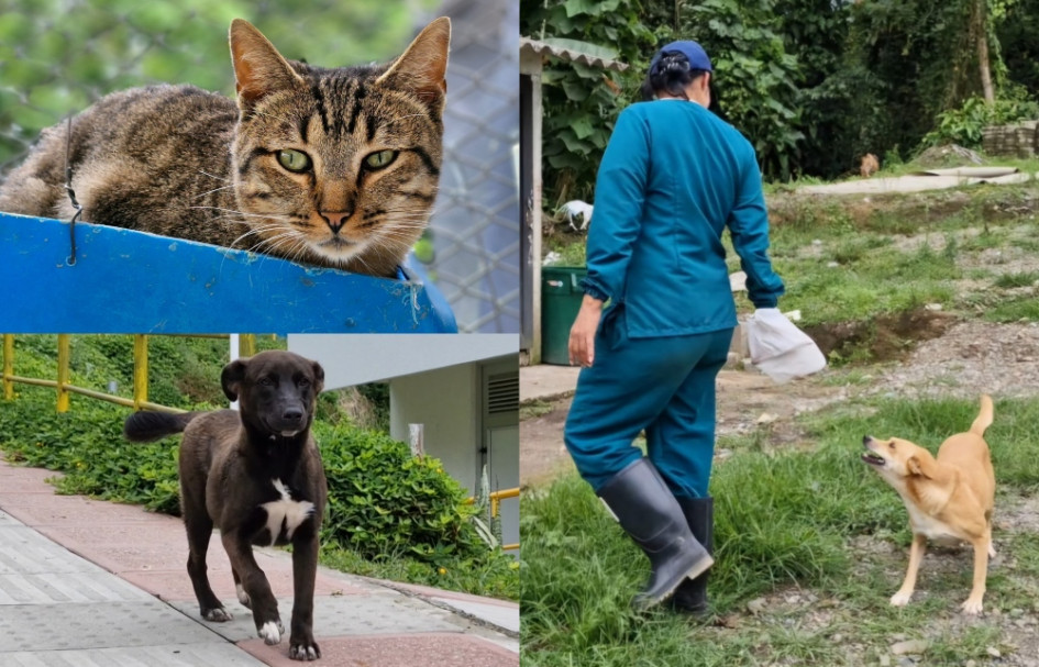 La Unidad de Protección Animal alberga animales domésticos en condición de calle o que han sido víctimas del maltrato. La Unidad de Protección Animal alberga animales domésticos en condición de calle o que han sido víctimas del maltrato.