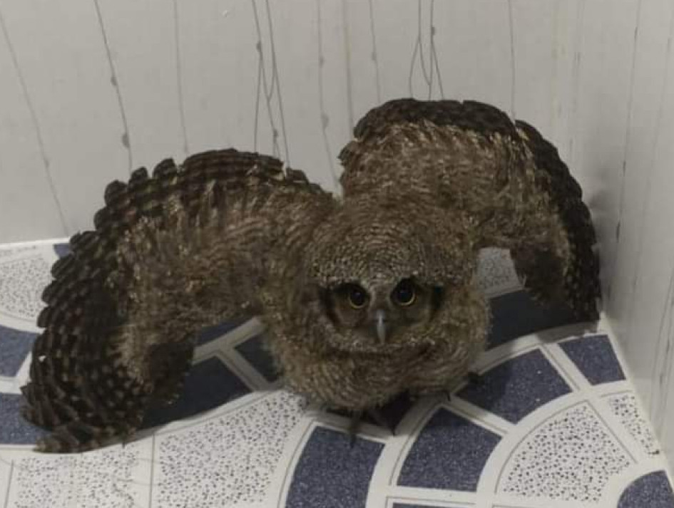 Este es el búho encontrado en Victoria (Caldas). Este es el búho encontrado en Victoria (Caldas).