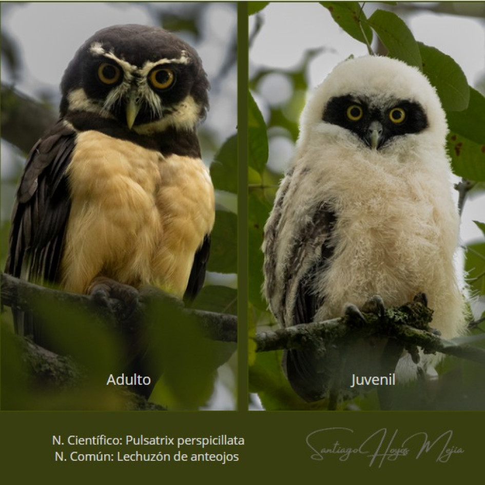 búho de anteojos (Pulsatrix perspicillata) El adulto y el juvenil de búho de anteojos (Pulsatrix perspicillata) avistados en el barrio La Francia de Manizales este viernes.