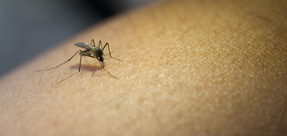 El dengue es transmitido por el mosquito Aedes Aegypti. El dengue es transmitido por el mosquito Aedes Aegypti.