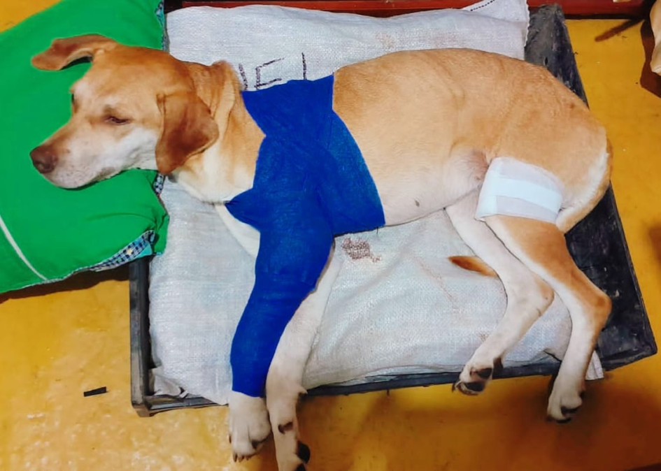 Monaza sufrió dos heridas con machete en las patas. Monaza sufrió dos heridas con machete en las patas.