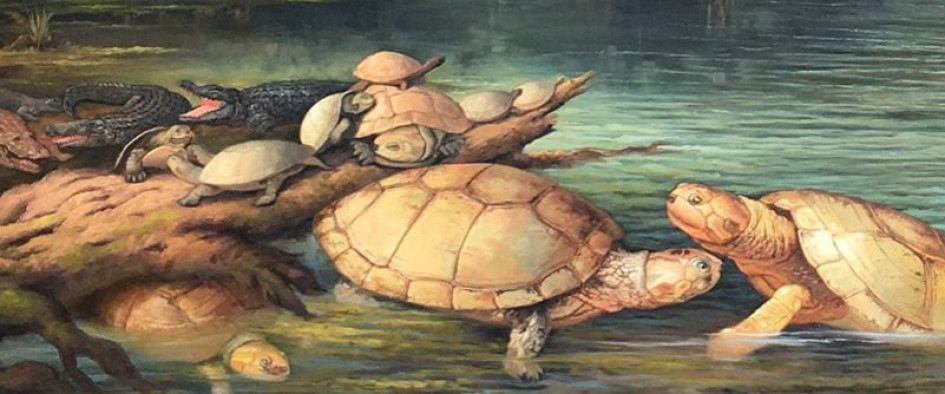 Puentemys mushaisaensis. Recreación de las tortugas gigantes descubiertas en Socha, Boyacá, de la especie Puentemys mushaisaensis.