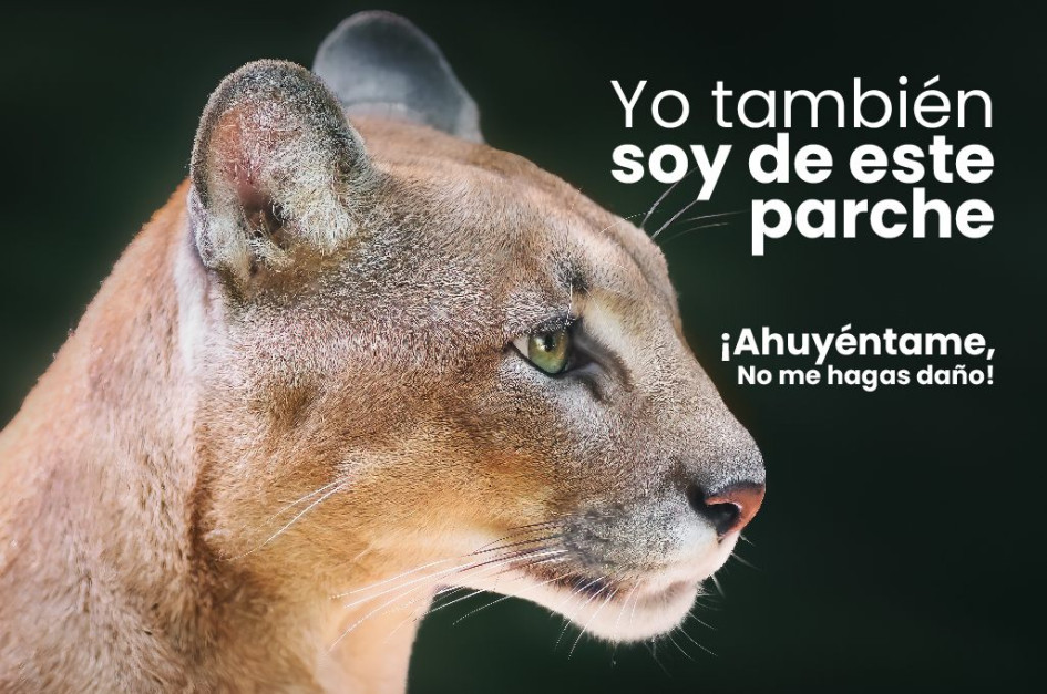 Con esta imagen Corpocaldas invitó a la comunidad de la vereda Montaño a tener en cuenta recomendaciones para ahuyentar al puma. Con esta imagen Corpocaldas invitó a la comunidad de la vereda Montaño a tener en cuenta recomendaciones para ahuyentar al puma.