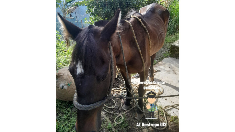 El caballo sufrió lesiones en una pata y en el lomo, pero según su propietario, le está aplicando medicamentos para su recuperación. El caballo sufrió lesiones en una pata y en el lomo, pero según su propietario, le está aplicando medicamentos para su recuperación.