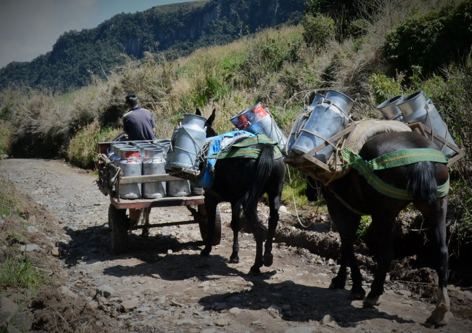 Lácteos, en camino a la recesión. Productores de leche enumeran los tres desafíos que afronta el sector: el consumo nacional está a la baja, los ingresos de los campesinos se han reducido y se acerca el fin de los aranceles a los lácteos de Estados Unidos y Europa. Aseguran que hoy no es posible competir con esas potencias. Lácteos, en camino a la recesión. Productores de leche enumeran los tres desafíos que afronta el sector: el consumo nacional está a la baja, los ingresos de los campesinos se han reducido y se acerca el fin de los aranceles a los lácteos de Estados Unidos y Europa. Aseguran que hoy no es posible competir con esas potencias.