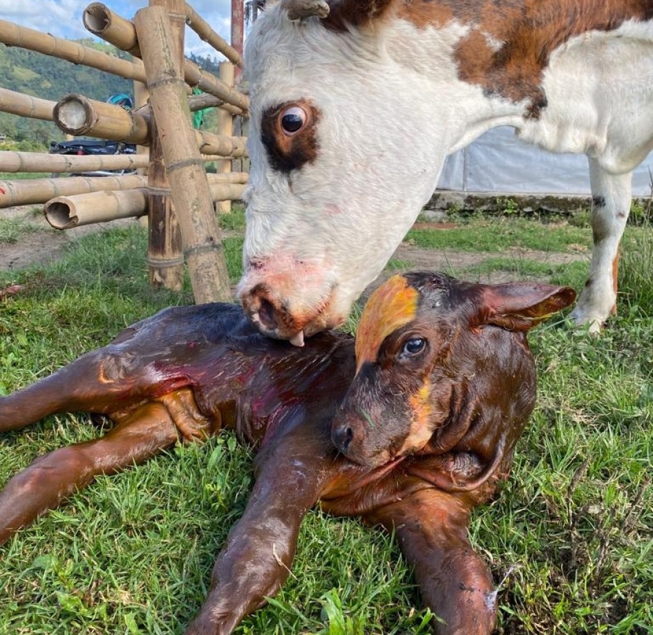 432 vacas en Villamaría han sido inseminadas en el programa de mejoramiento genético que busca perfeccionar la producción de leche y carne en pequeños hatos desde el 2021. Pequeños ganaderos se mostraron contentos con esta iniciativa gratuita. 432 vacas en Villamaría han sido inseminadas en el programa de mejoramiento genético que busca perfeccionar la producción de leche y carne en pequeños hatos desde el 2021. Pequeños ganaderos se mostraron contentos con esta iniciativa gratuita.