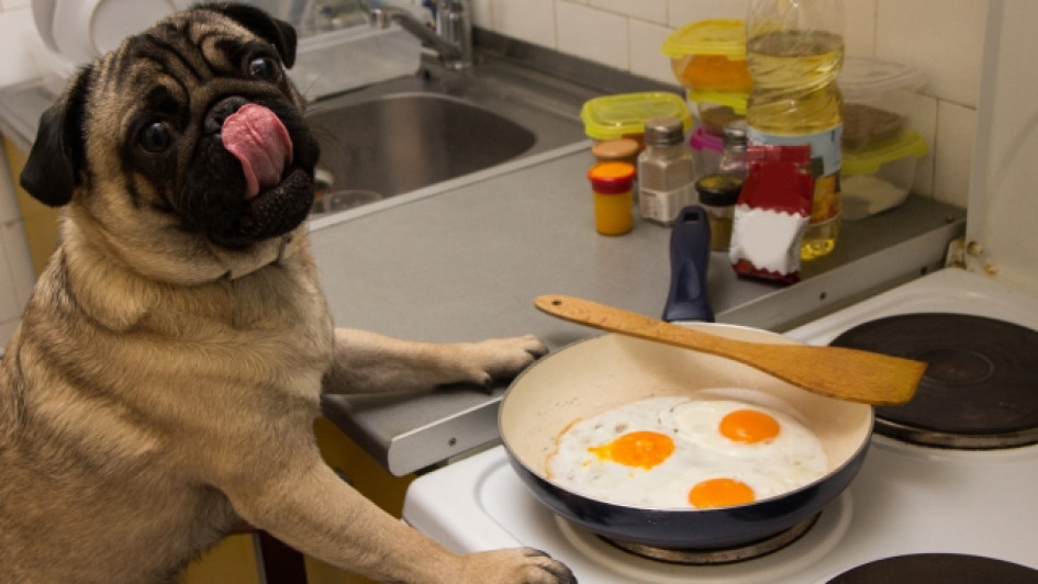 Los-perros-pueden-comer-huevo Perro pug frente a una sarten con huevos fritos