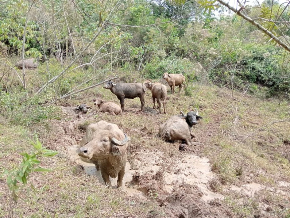 Los turistas interactúan con las búfalas en el hato Gibraltar del sector de San Francisco, de Chinchiná. Los turistas interactúan con las búfalas en el hato Gibraltar del sector de San Francisco, de Chinchiná.
