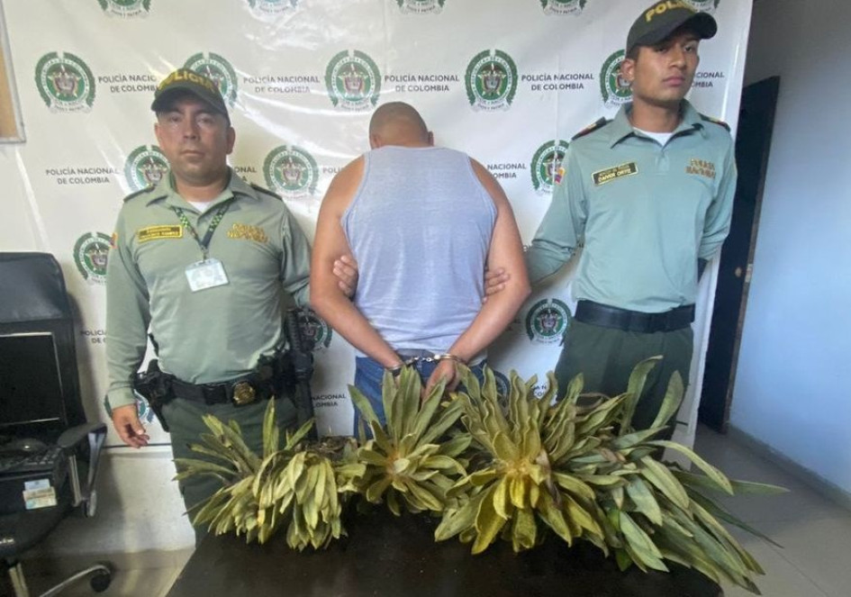 El hombre fue capturado en flagrancia en la vía Manizales-Murillo con los frailejones en amarrados en el techo del carro. El hombre fue capturado en flagrancia en la vía Manizales-Murillo con los frailejones en amarrados en el techo del carro.