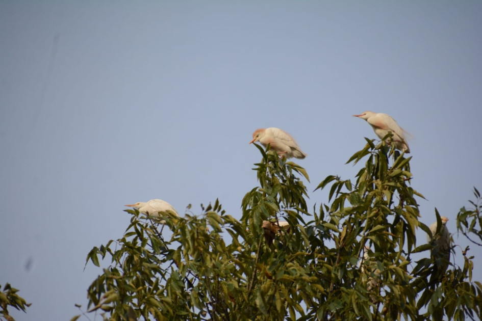 Estas son algunas de la garzas que llegan a los urapanes de la Escuela Normal Superior de Caldas. Estas son algunas de la garzas que llegan a los urapanes de la Escuela Normal Superior de Caldas.