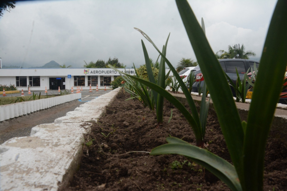 Fotos | Freddy Arango | LA PATRIA Este es el aspecto de las plantas de los separadores. Fotos | Freddy Arango | LA PATRIA Este es el aspecto de las plantas de los separadores.