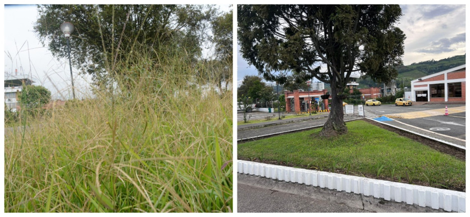 Foto | Freddy Arango | LA PATRIA Así estaba el jardín en la visita de DENUNCIE. --P2 Foto | Cortesía | LA PATRIA Actualmente se está haciendo la rocería. Foto | Freddy Arango | LA PATRIA Así estaba el jardín en la visita de DENUNCIE. --P2 Foto | Cortesía | LA PATRIA Actualmente se está haciendo la rocería.