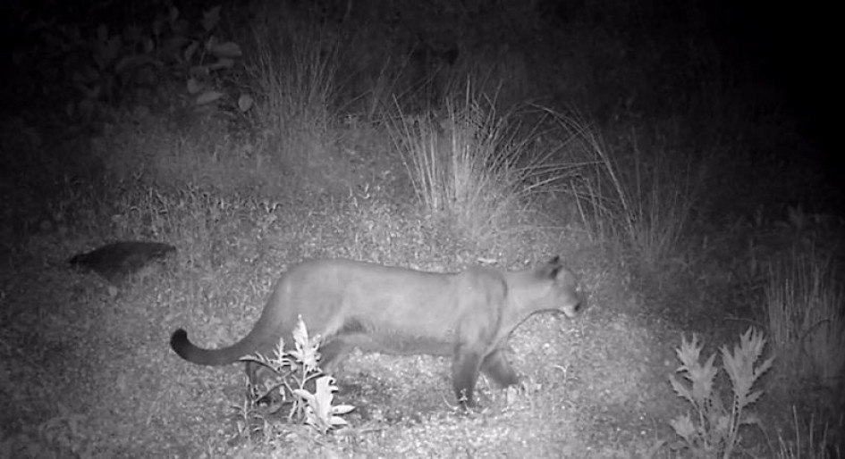 El puma fue detectado por la comunidad desde finales del año pasado. El puma fue detectado por la comunidad desde finales del año pasado.