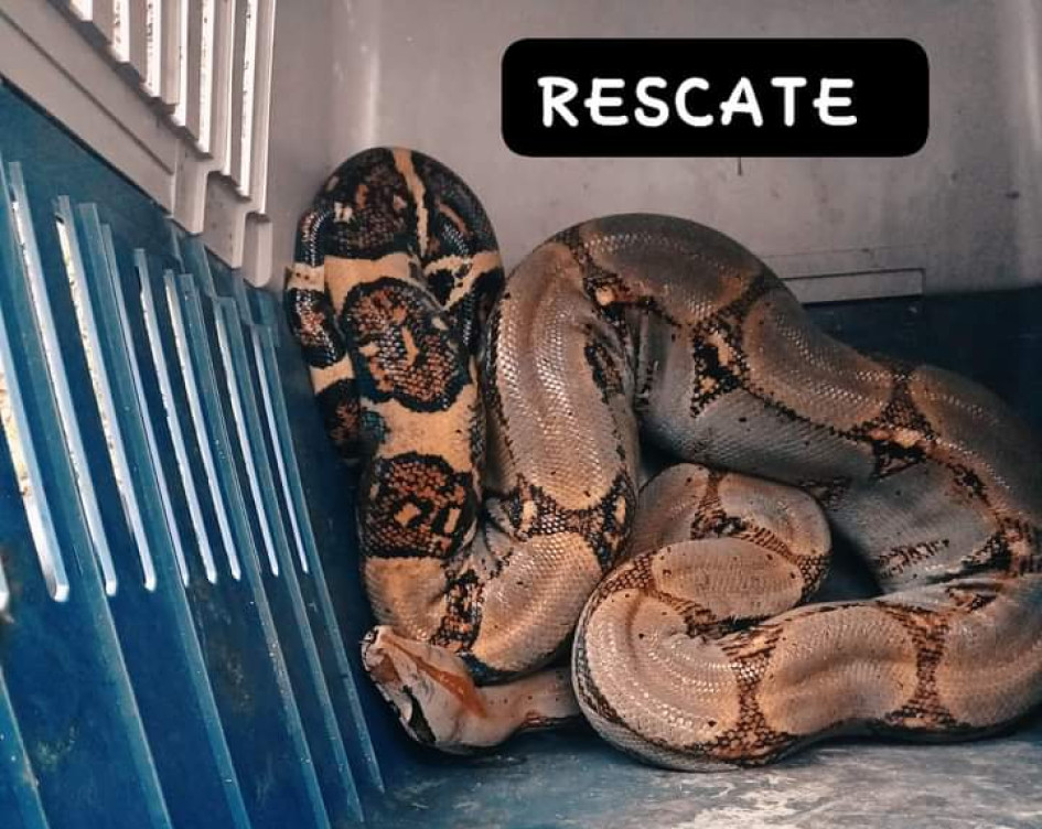 Esta es la serpiente encontrada en una vivienda de Fresno (Tolima). Esta es la serpiente encontrada en una vivienda de Fresno (Tolima).
