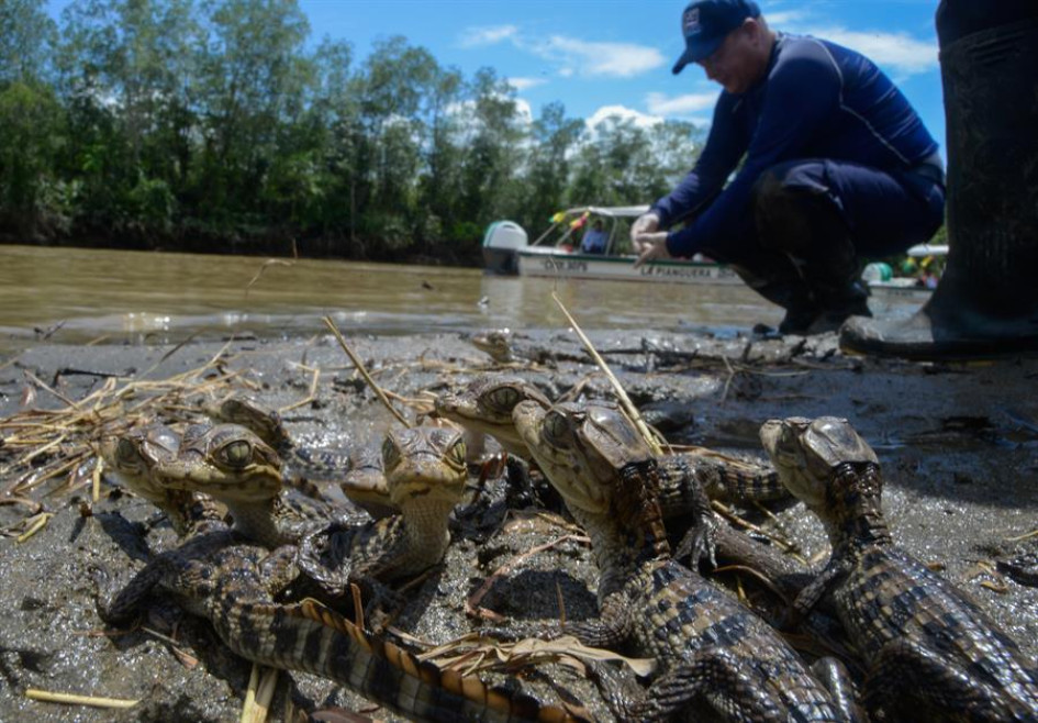 La Corporación Autónoma Regional del Valle del Cauca (CVC) liberó boas, tortugas, babillas, cangrejos azules y loras frentirrojas en Buenaventura. La Corporación Autónoma Regional del Valle del Cauca (CVC) liberó boas, tortugas, babillas, cangrejos azules y loras frentirrojas en Buenaventura.