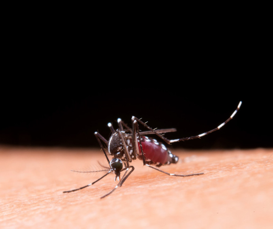 Caldas Dengue