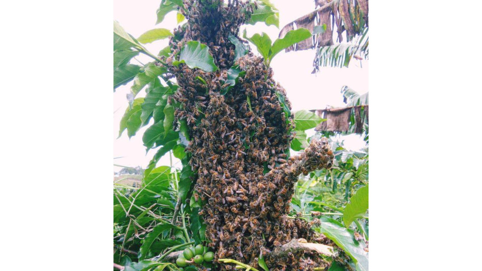 El caso se reportó en la vereda El Higuerón de Palestina. Las abejas estaban ubicadas en medio de un cultivo de café. El caso se reportó en la vereda El Higuerón de Palestina. Las abejas estaban ubicadas en medio de un cultivo de café.