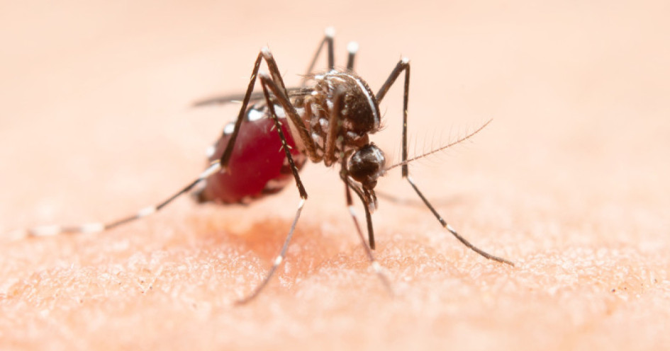 Aedes aegypti, El mosquito Aedes aegypti, transmisor del dengue.