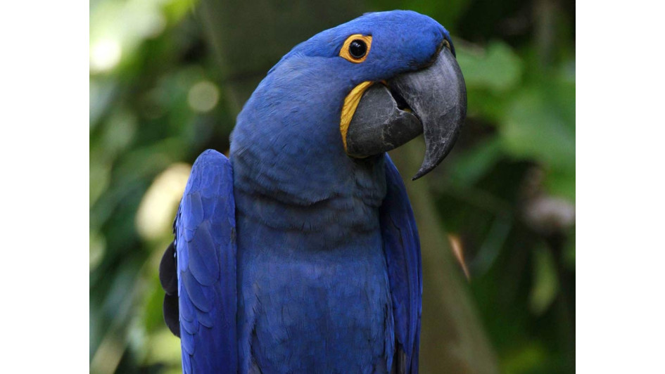 Guacamaya azul Guacamaya azul