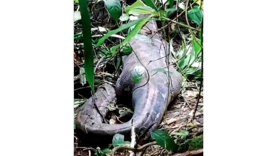 Una serpiente pitón de 5 metros de largo engulló a una mujer de 45 años en la isla de Célebes, en Indonesia. Una serpiente pitón de 5 metros de largo engulló a una mujer de 45 años en la isla de Célebes, en Indonesia.