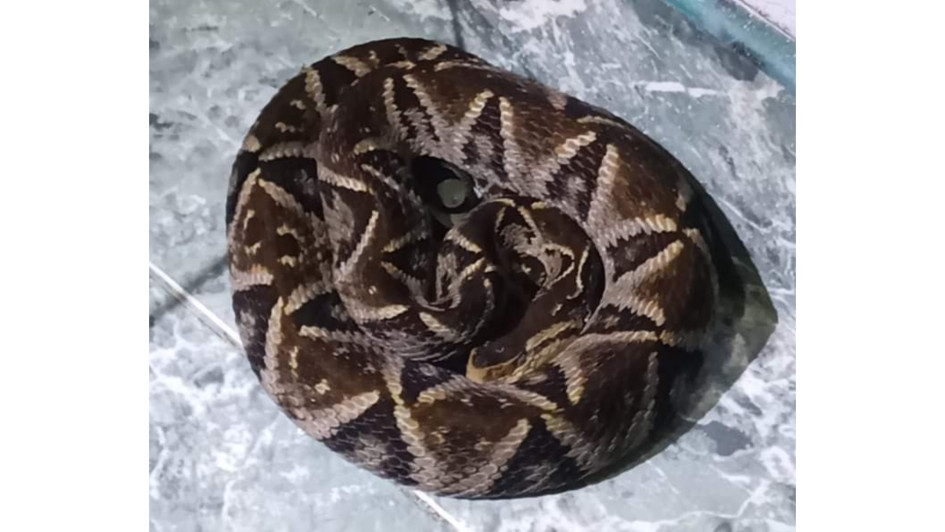 La serpiente es altamente venenosa y de importancia médica. La serpiente es altamente venenosa y de importancia médica.