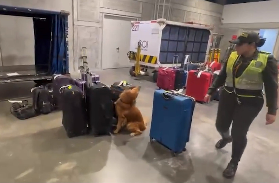 El canino Rubén olfatea las maletas del vuelo internacional Pereira - Washington y detacta cocaína en una de ellas. Hay un capturado. El canino Rubén olfatea las maletas del vuelo internacional Pereira - Washington y detacta cocaína en una de ellas. Hay un capturado.