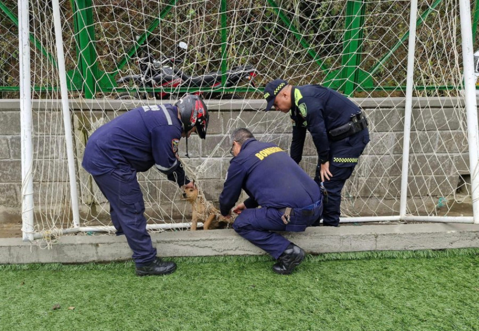 Bomberos y Policía ayudaron al perrito que estaba enredado en la malla de una portería. Bomberos y Policía ayudaron al perrito que estaba enredado en la malla de una portería.