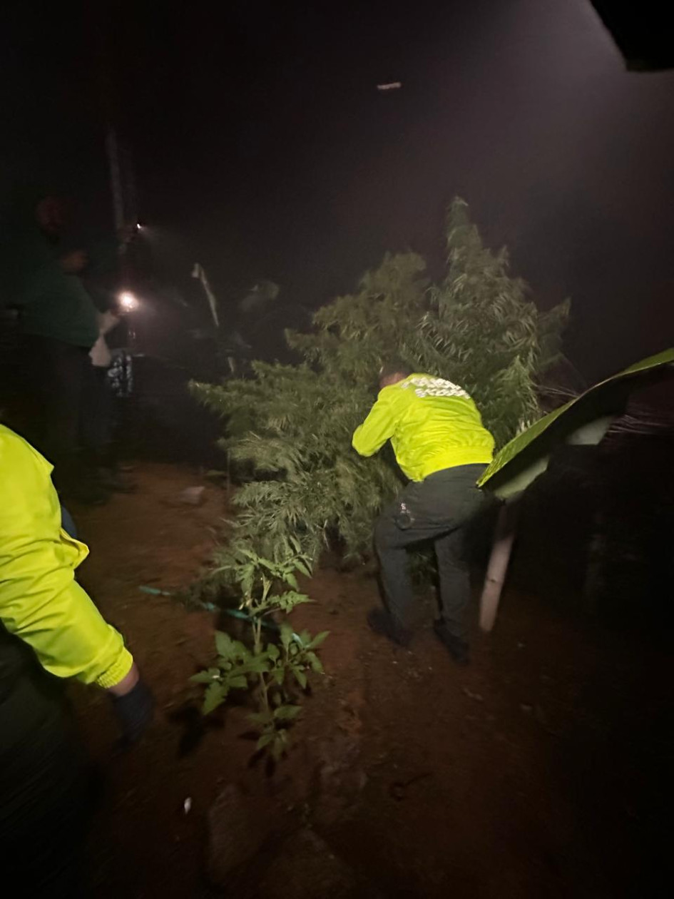 Plantas de marihuana incautadas en Samaria. Plantas de marihuana incautadas en Samaria.
