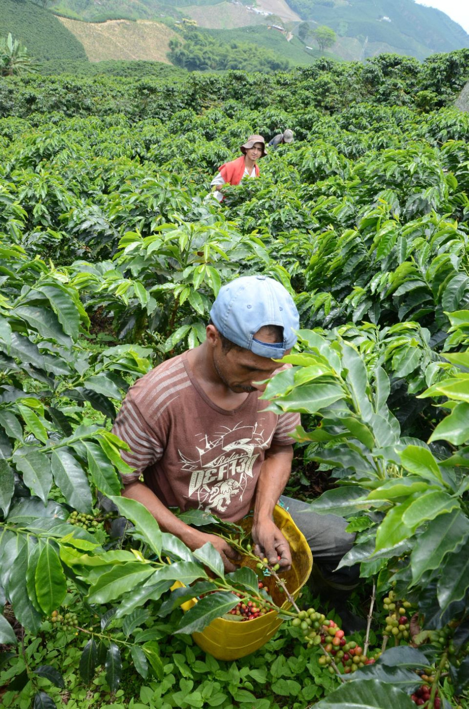 Recolectores de café