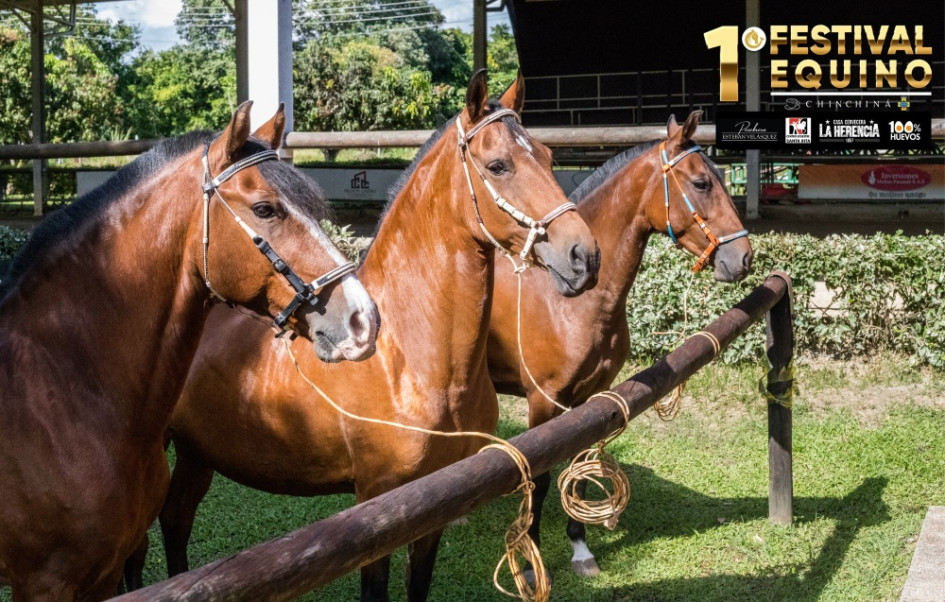 Chinchiná se prepara para recibir este fin de semana su primer Festival Equino. Participarán caballistas de todo el país. Para el próximo año se proyecta una exposición Grado B. Chinchiná se prepara para recibir este fin de semana su primer Festival Equino. Participarán caballistas de todo el país. Para el próximo año se proyecta una exposición Grado B.