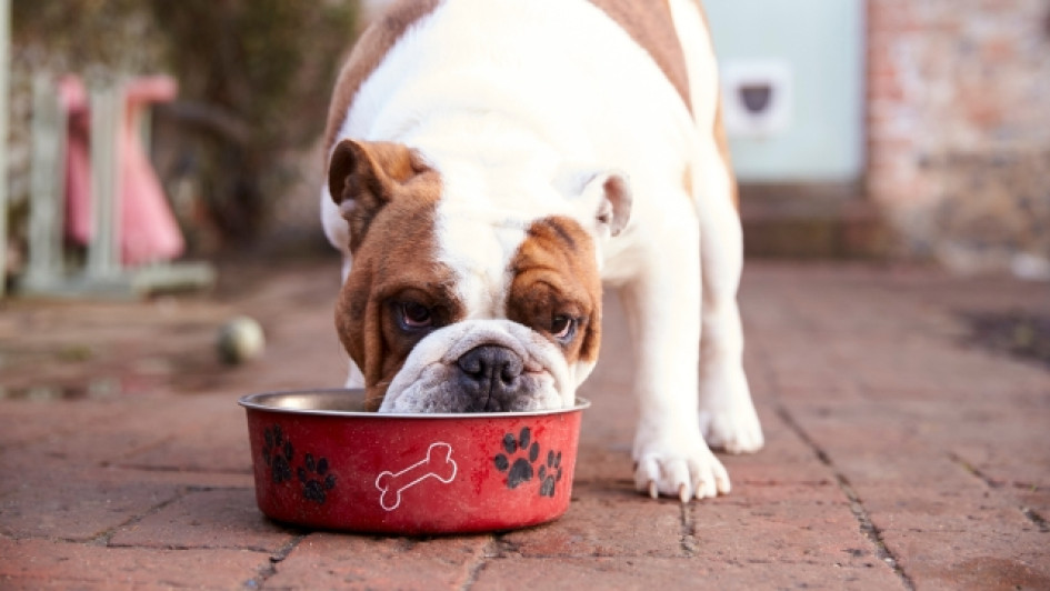 Los-perros-pueden-comer-mango Perro comiendo de tu taza