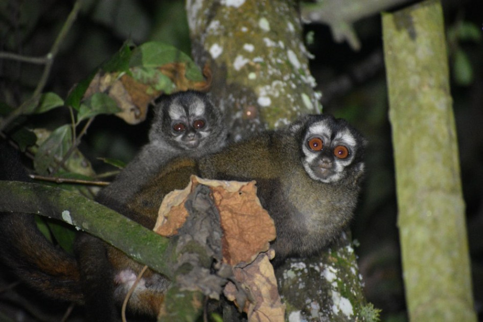 Monos nocturnos (Aotus lemurinus) Monos nocturnos (Aotus lemurinus) registrados el viernes, 19 de julio, en la Universidad de Manizales.