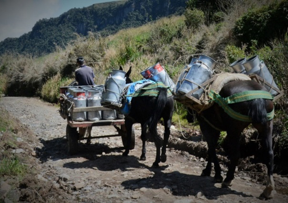 La Secretaría de Agricultura de Caldas le confirmó a LA PATRIA que el departamento busca incluir la compra de leche a ganaderos locales para el Programa de Alimentación Escolar (PAE).
