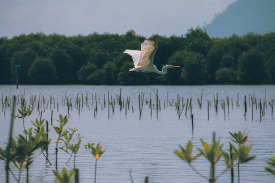 Ave sobrevolando un manglar. Ave sobrevolando un manglar.