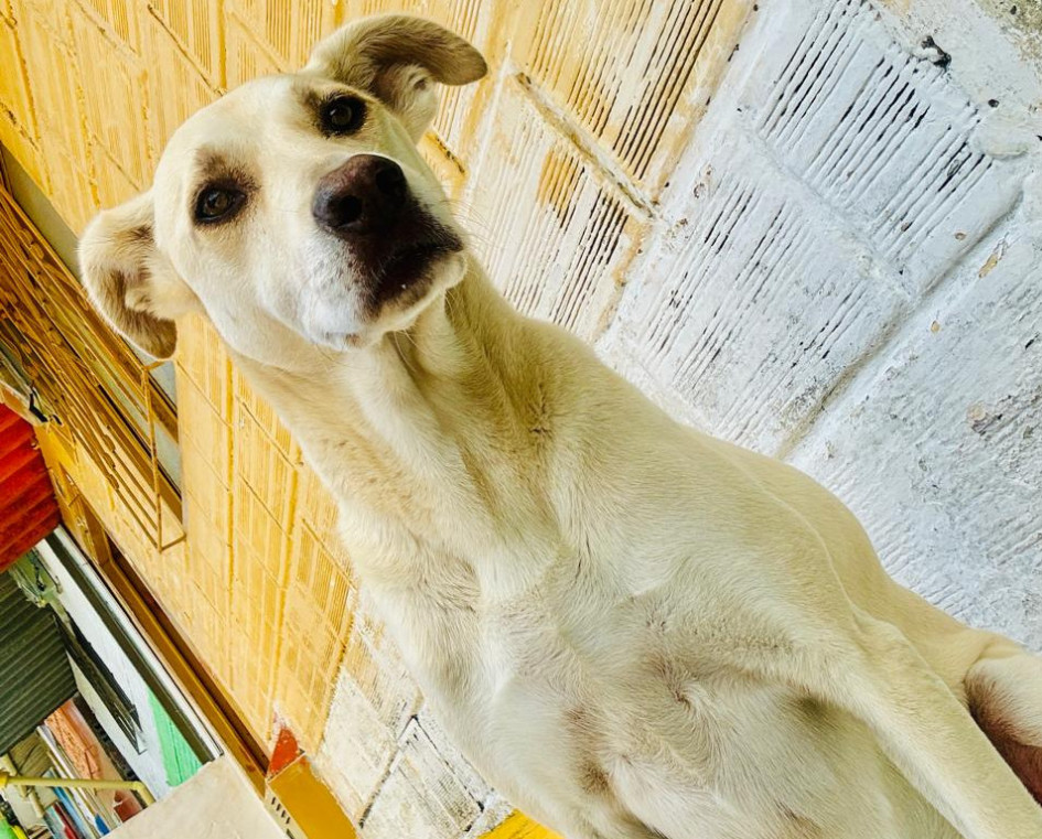 Serrucho es la mascota de una adulta mayor, pero un ciudadano que la entregó, asegura ser su propietario. Serrucho es la mascota de una adulta mayor, pero un ciudadano que la entregó, asegura ser su propietario.