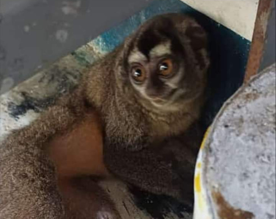 La especie se mostró asustada al comienzo. Foto de Bomberos. La especie se mostró asustada al comienzo.