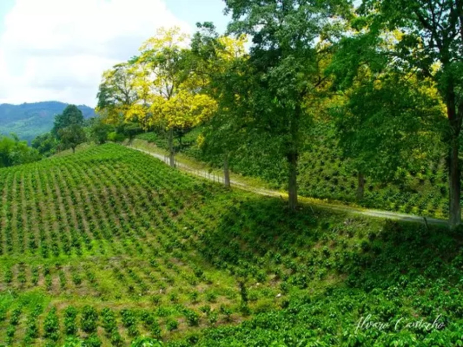 Riesgos y dificultades que afronta el Paisaje Cultural Cafetero Riesgos y dificultades que afronta el Paisaje Cultural Cafetero